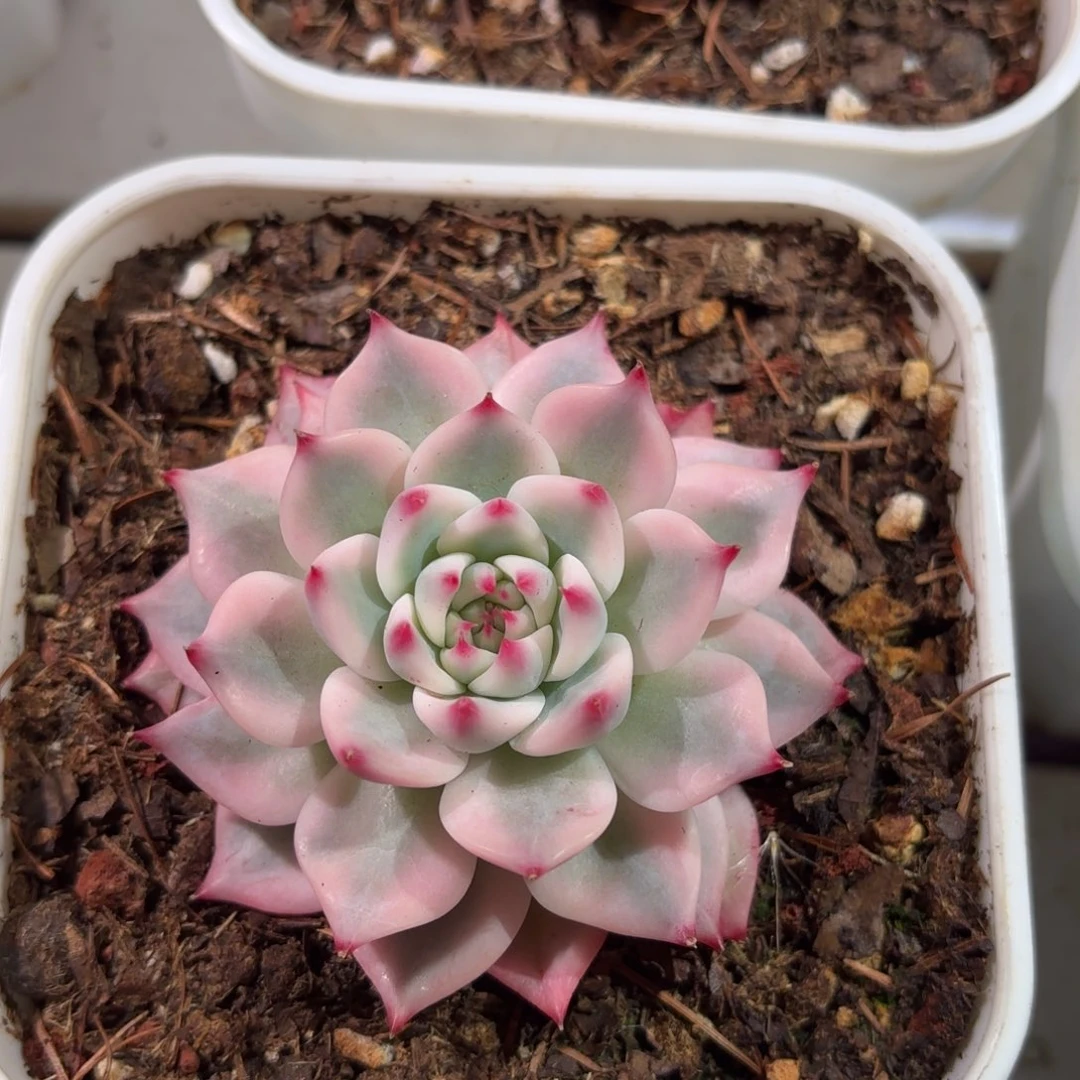 吉娃娃锦多肉植物