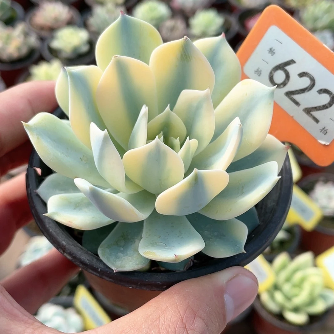 【闪购商品】622号