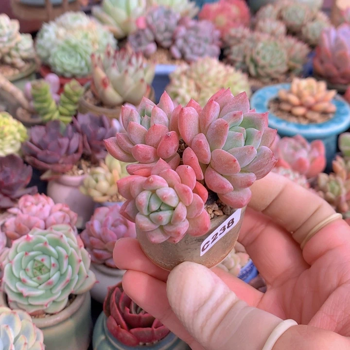 m**i一物一拍含盆土满38包邮C238