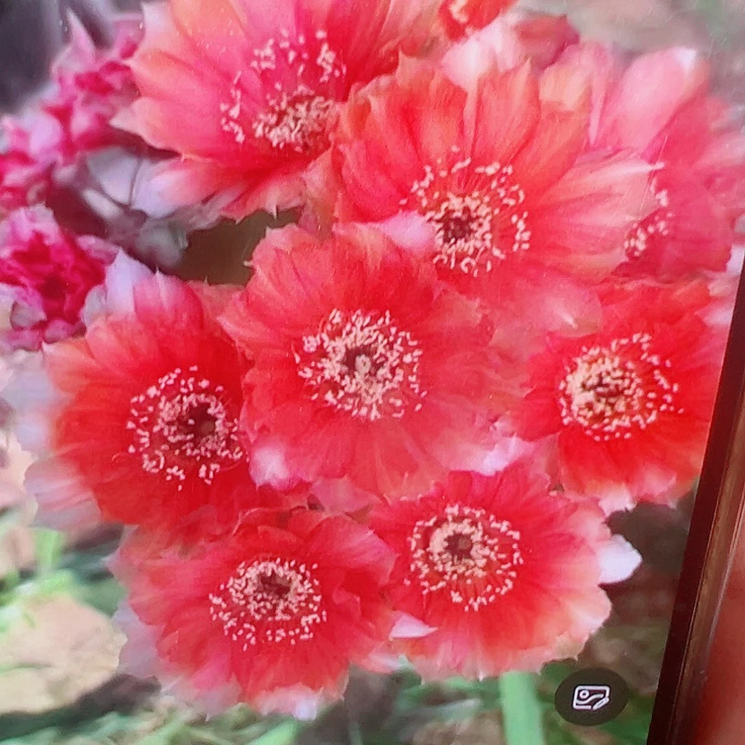 金刚红金刚t侧芽 满20包邮