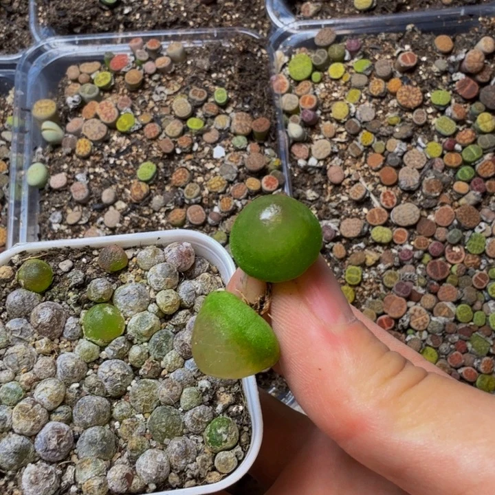 M***生多肉植物的生长发育33