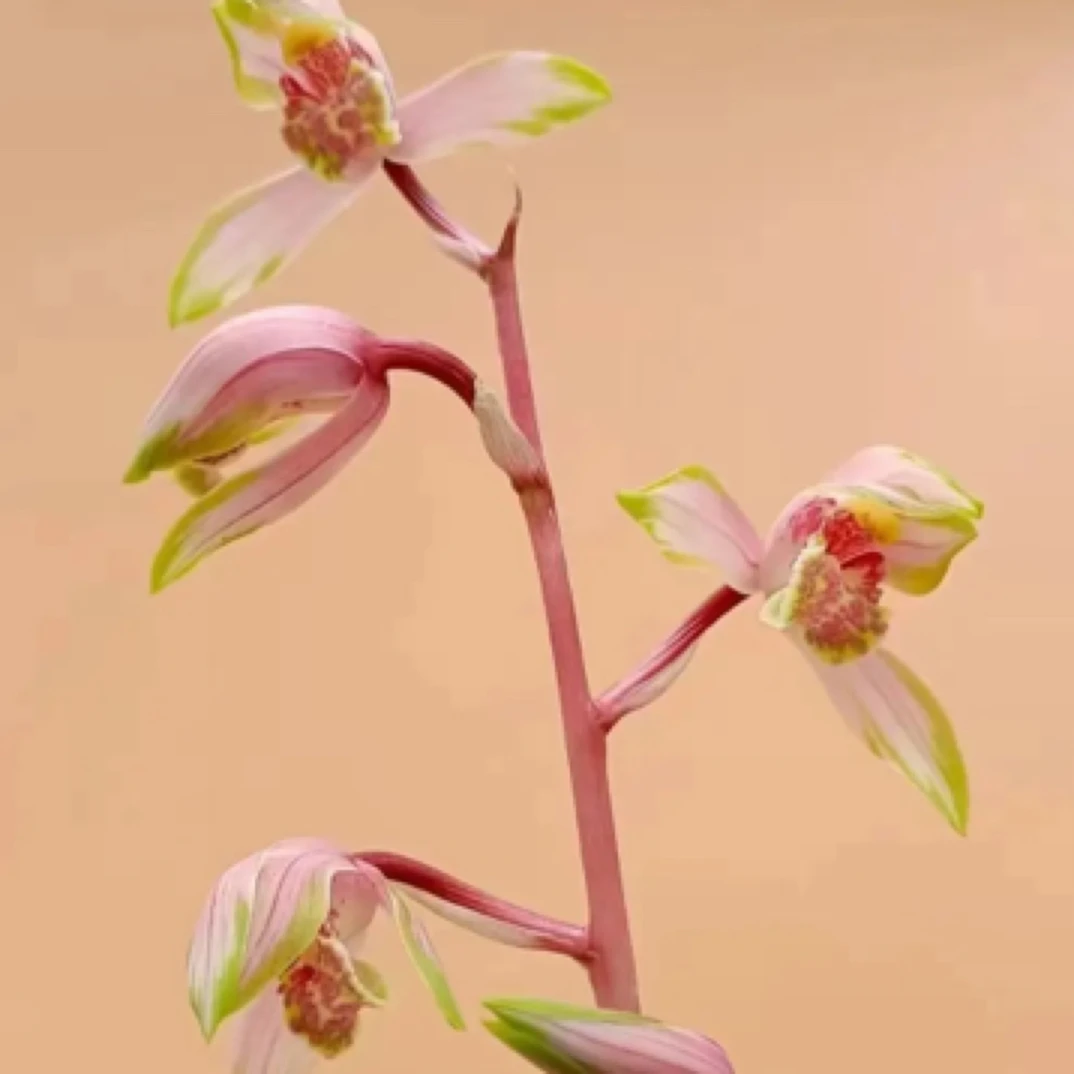 【兰花直播间·一物一拍专用链接】