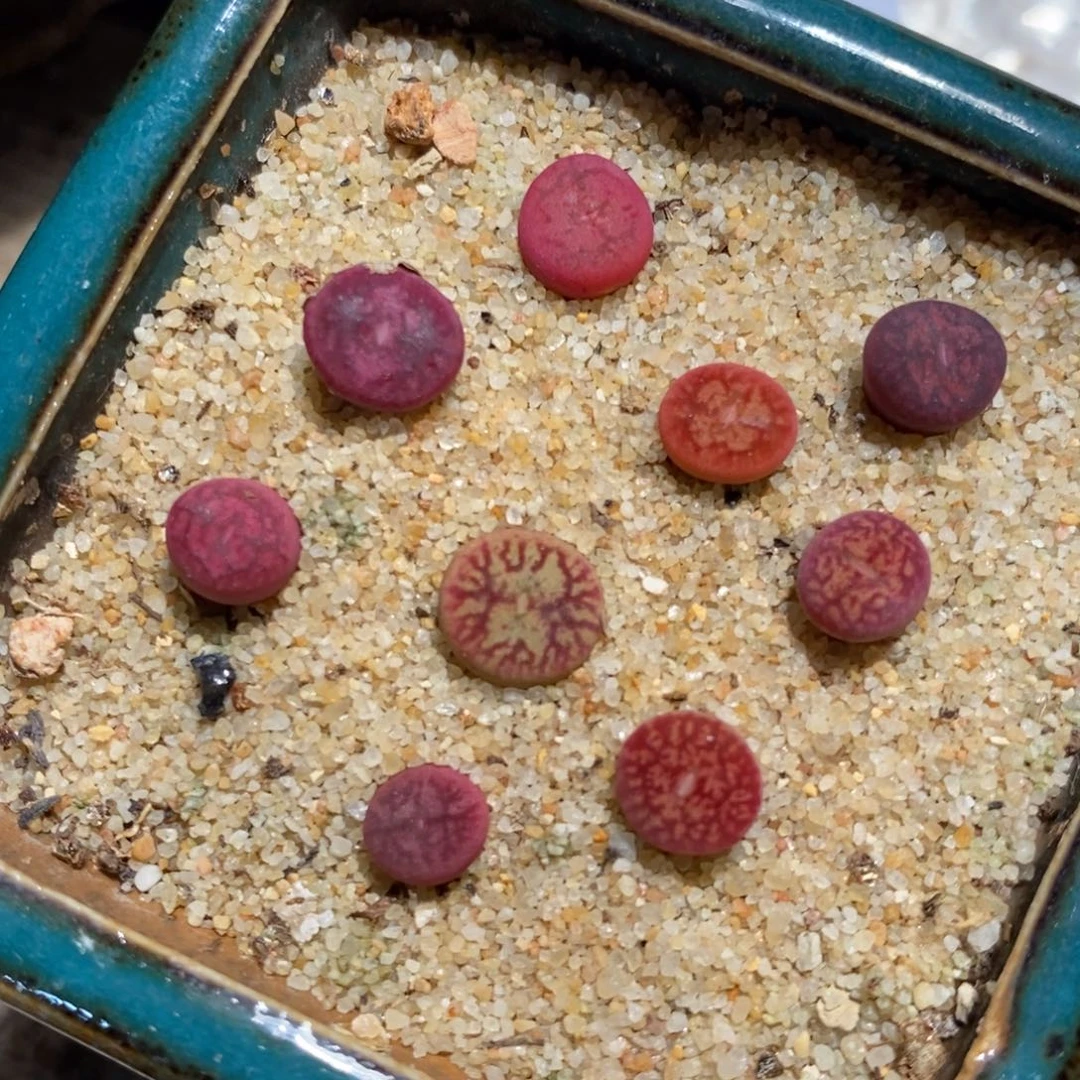 4303。 墨杂一组。