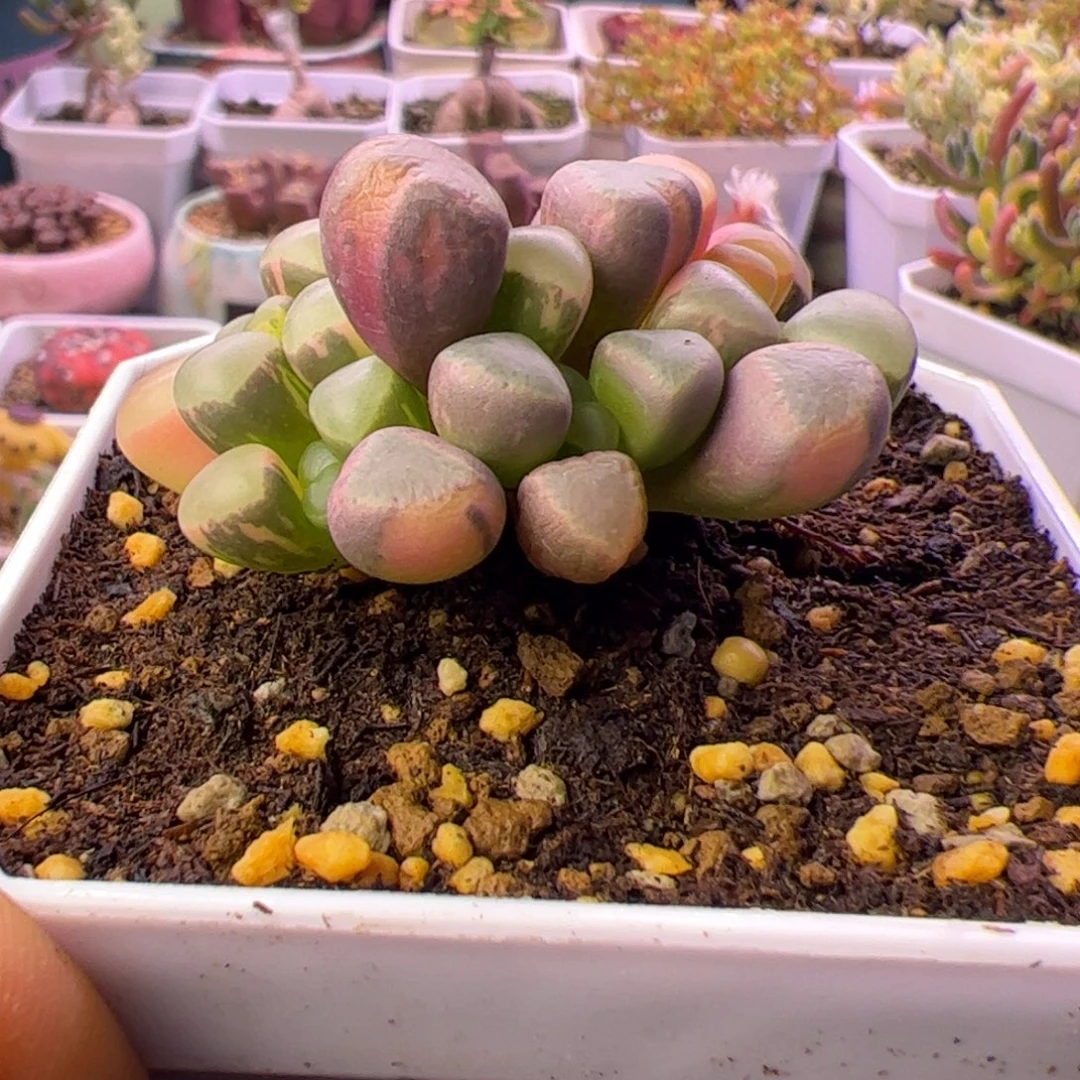 蓝***姚多肉植物五十铃玉锦