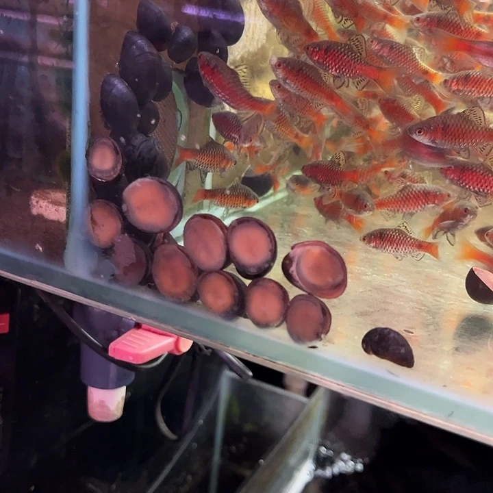 海水鱼10个黑金刚罗3cm