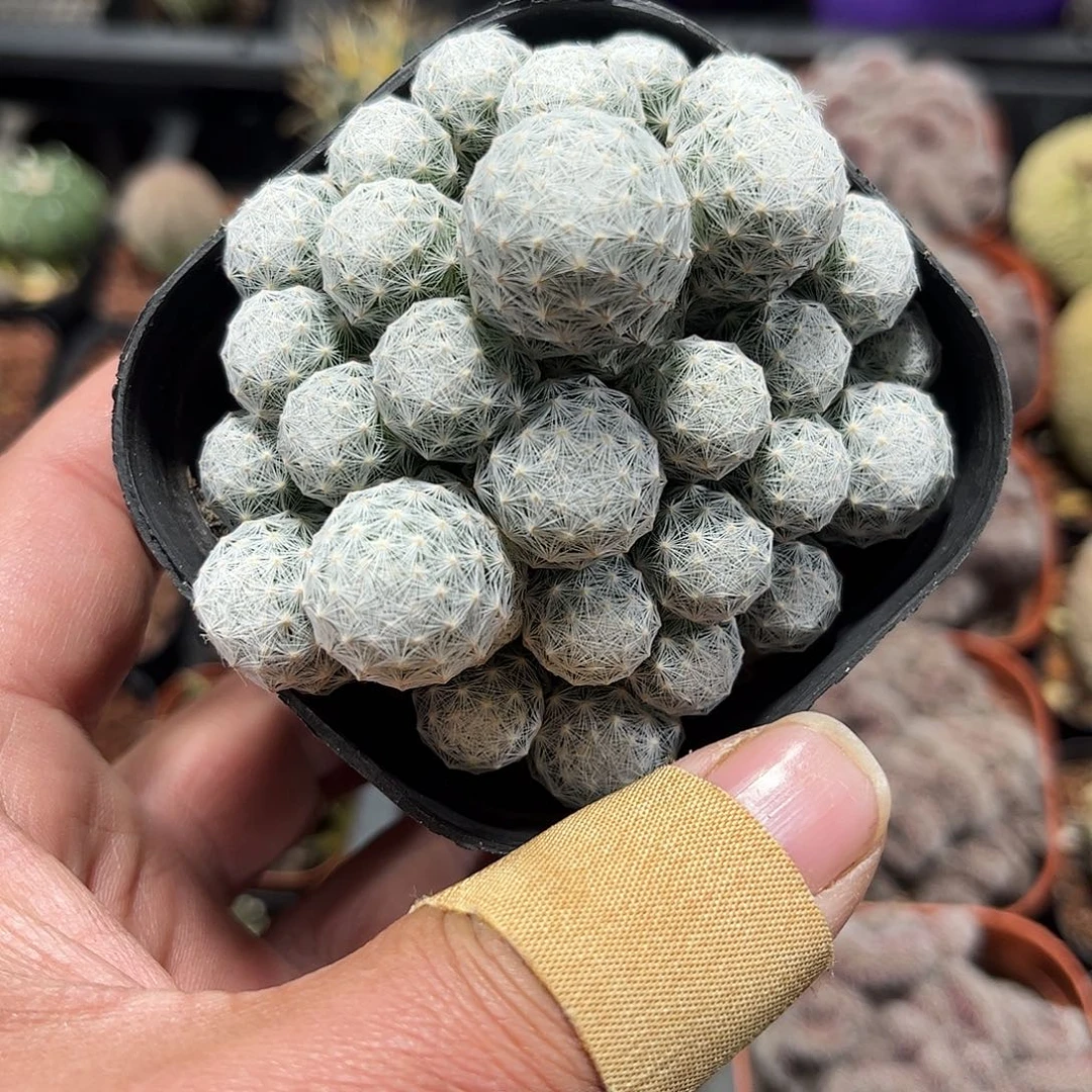 姬春星群生单头发货