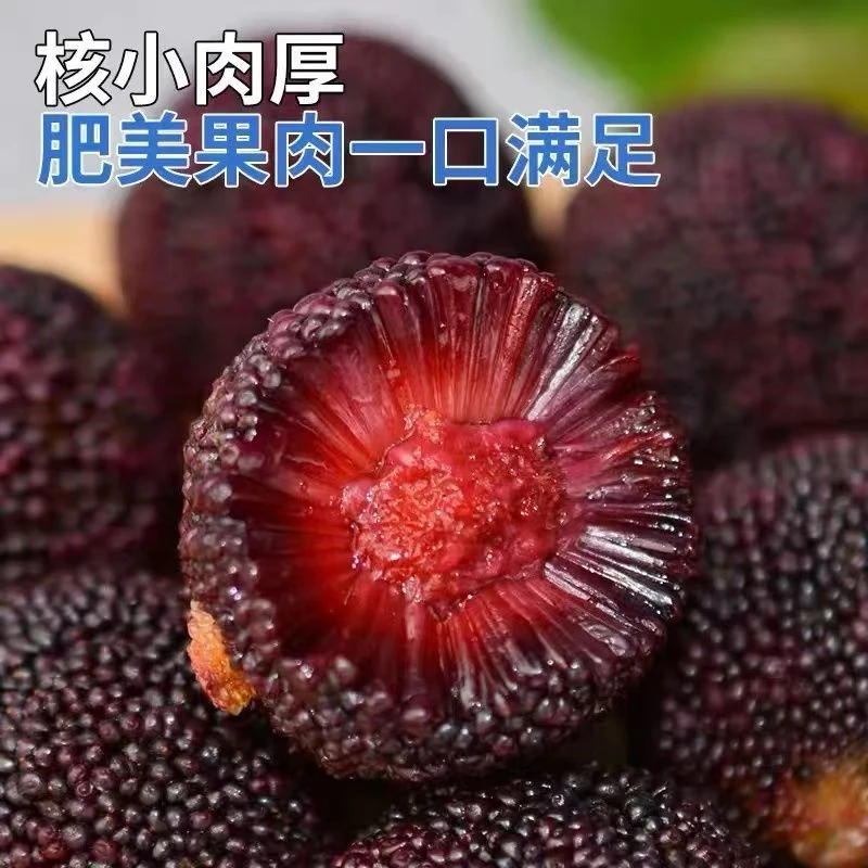 [顺丰包邮次日达]福建浮宫杨梅现摘现发酸酸甜甜2斤4斤新鲜杨梅福建省