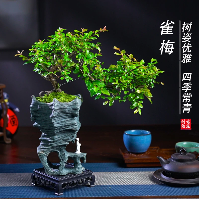 雀梅盆景老桩飘枝造型盆栽室内客厅阳台庭院绿植四季常青植物