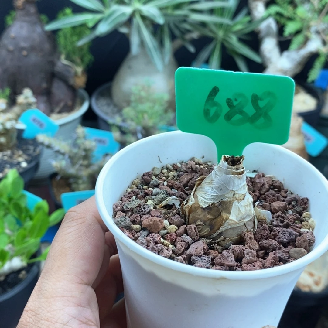 啵叶雪莲多肉植物