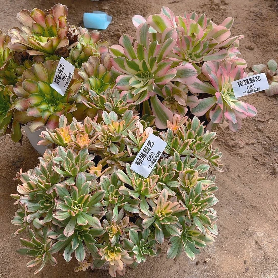 甜茶粉水晶韶华多肉植物80/81-82