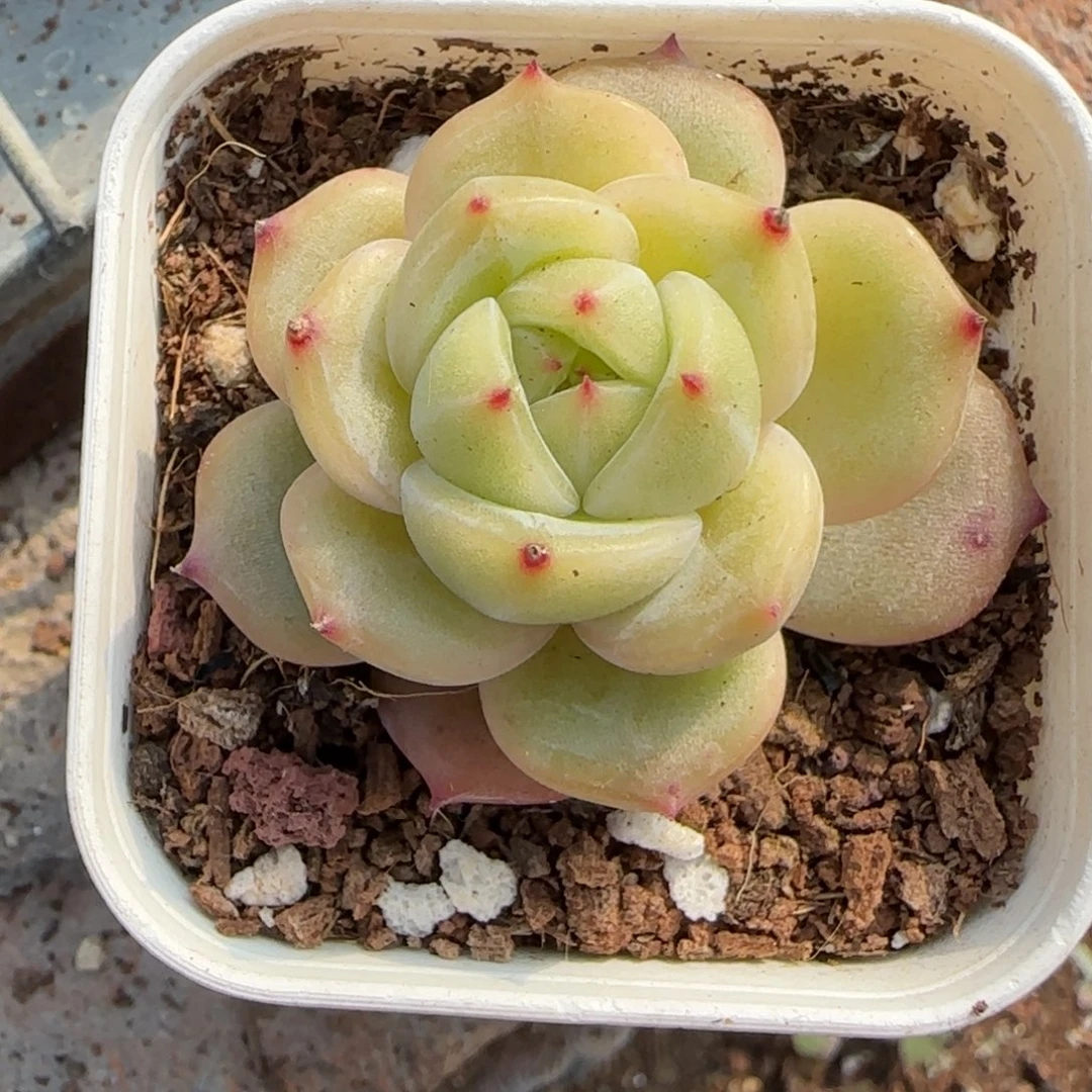 小卡拉米糖心一物一拍