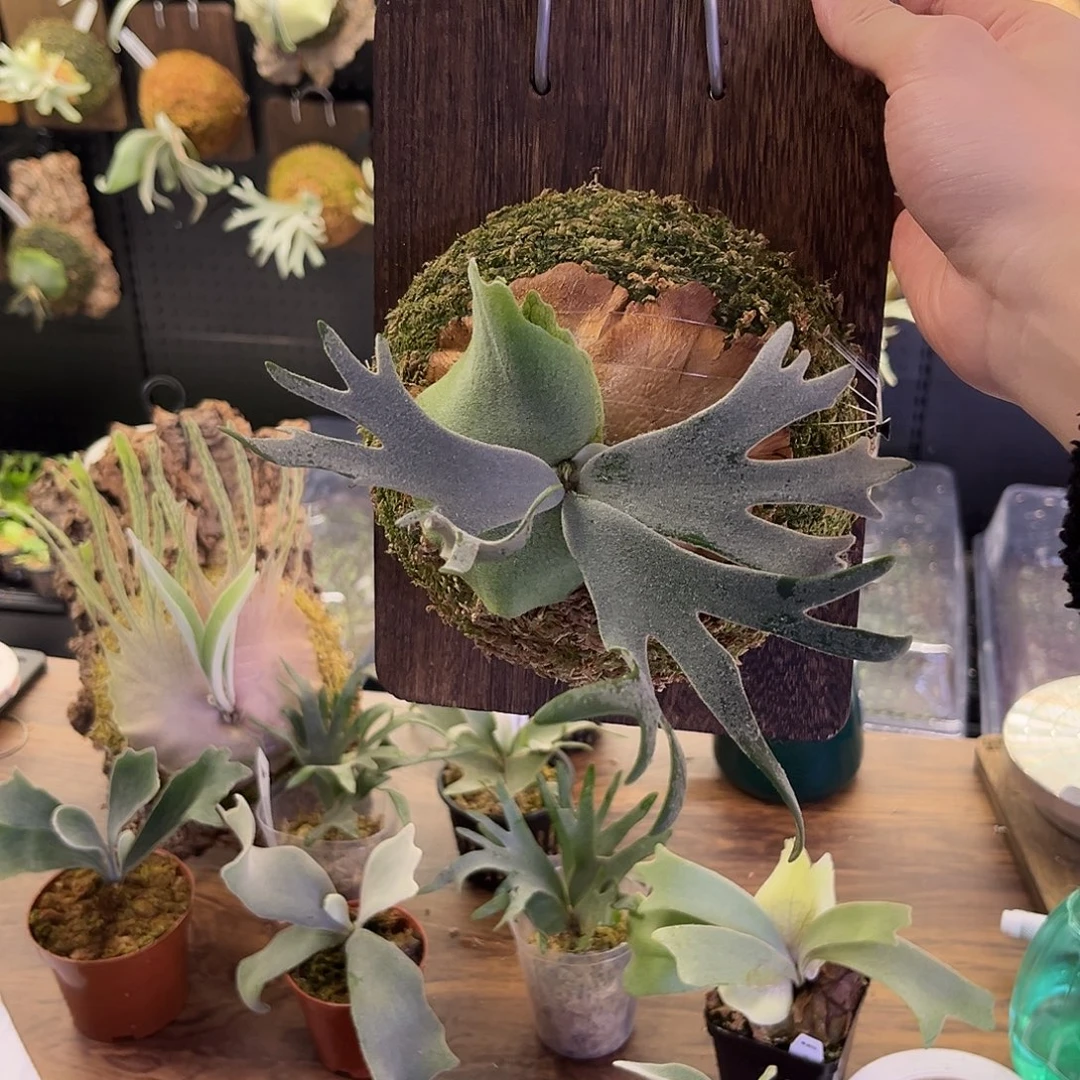 完全开放侏儒爪哇细菌鹿角蕨