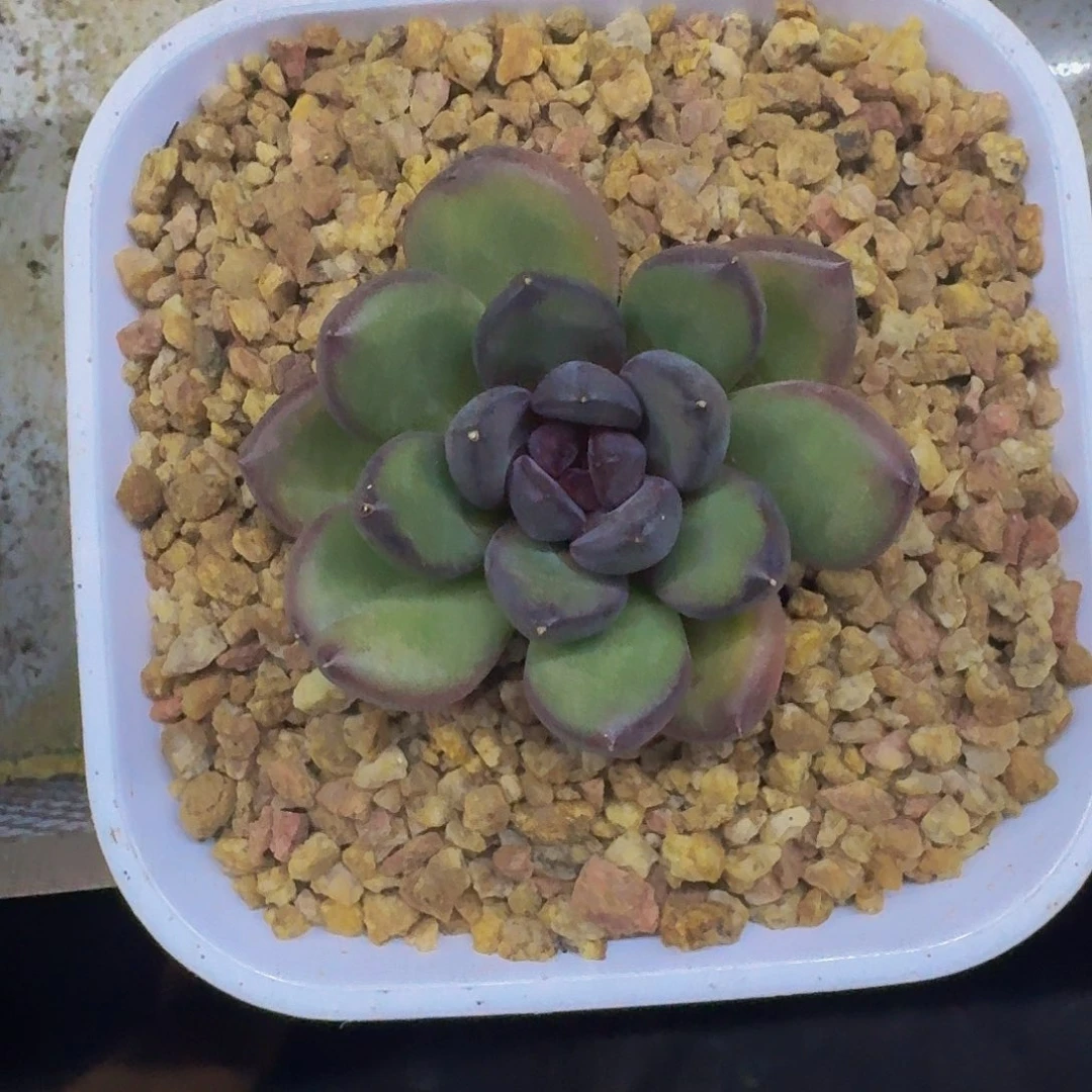 黑钻 单头 一物一拍