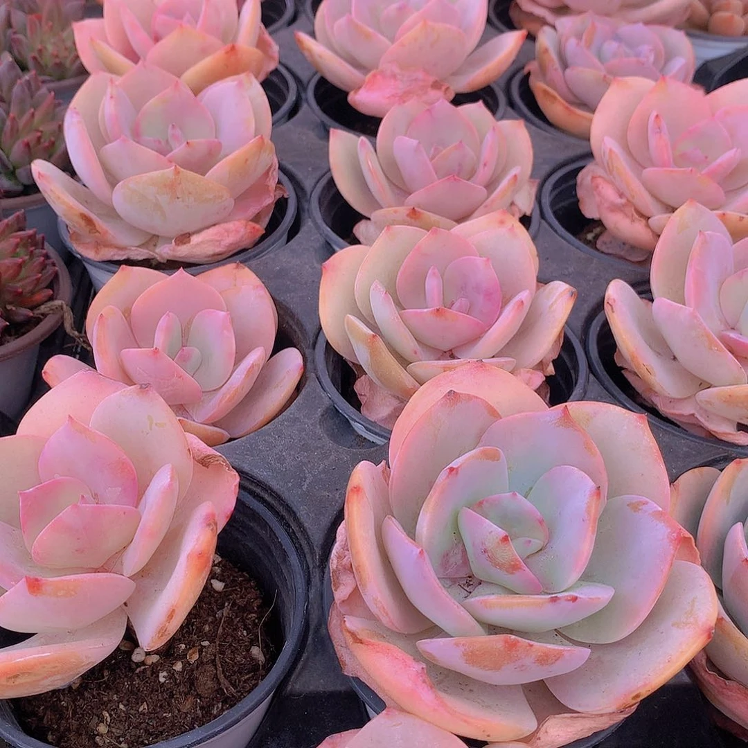 血凤23457899990000