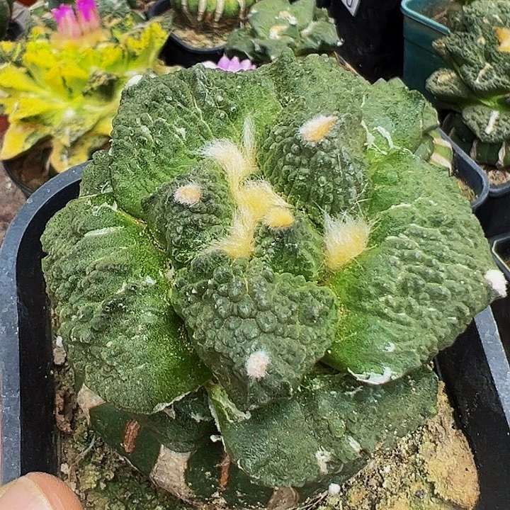 无花朵大尤丸尤怒涛牡丹884