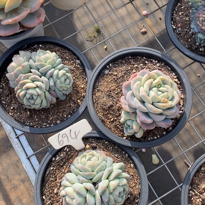 694冰玉3颗肉肉肉肉肉