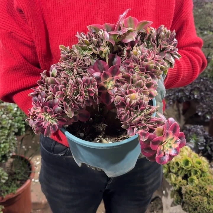 江****姐014女巫缀化老桩老桩