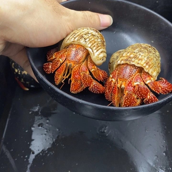 x***d两只斐济草莓140B级