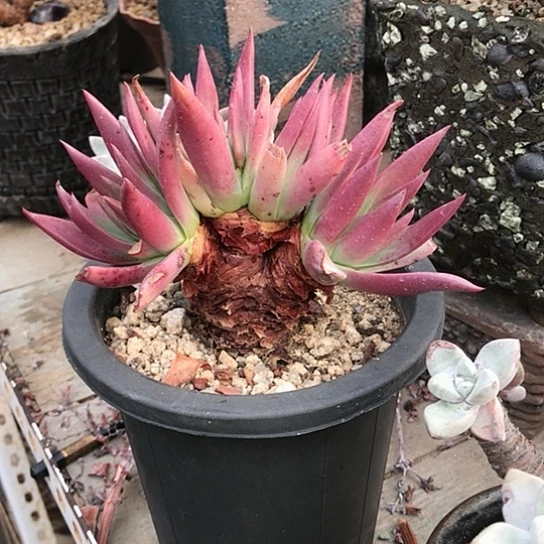 韩货仙女棒仙女棒