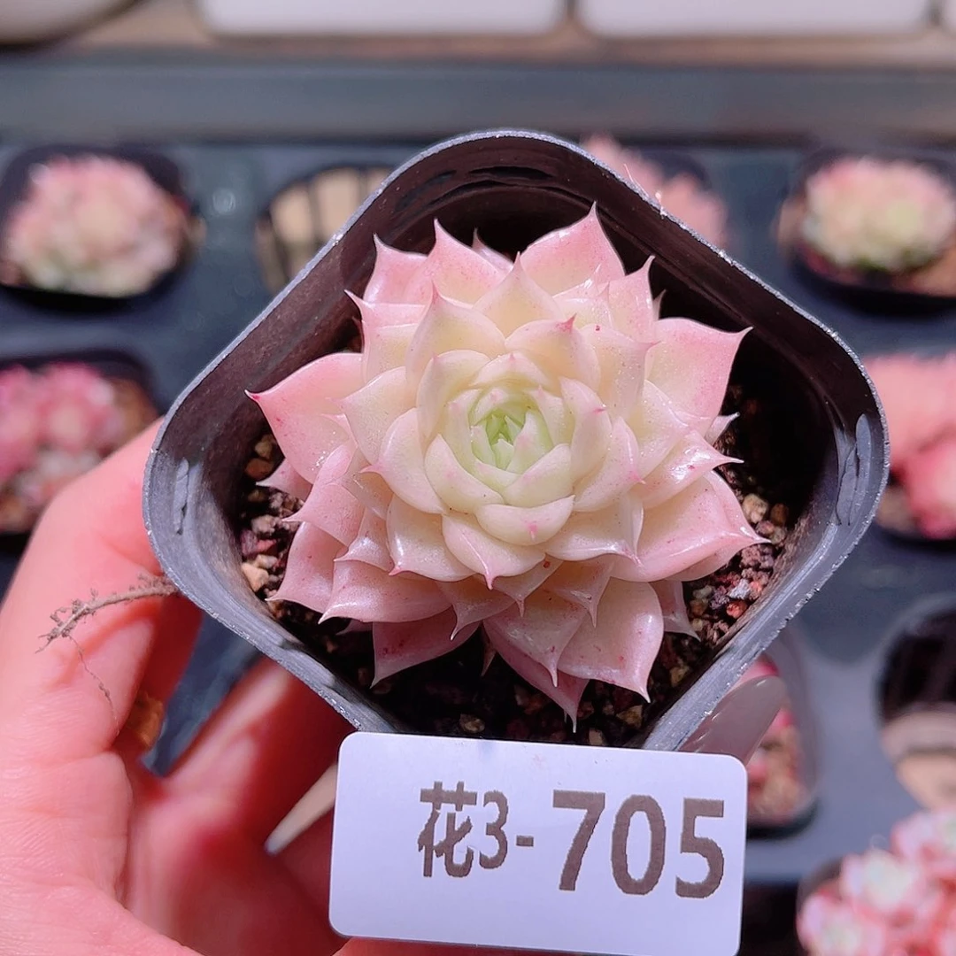 花利美3-705麦秆