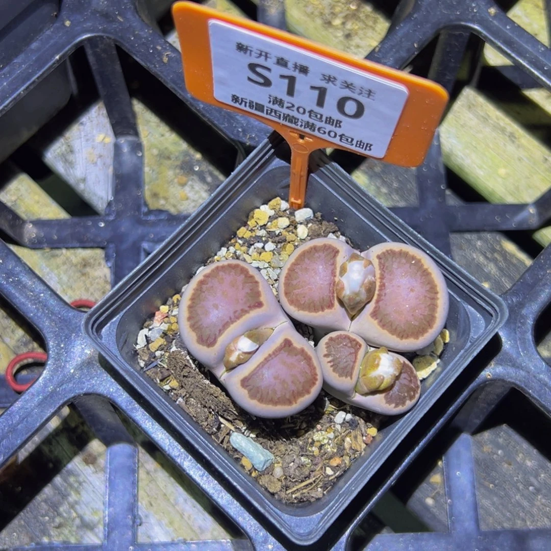 用***1110 生石花大群生大群生