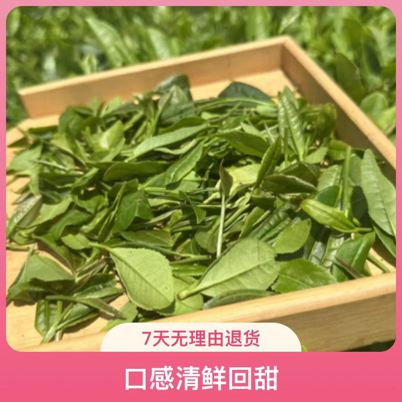 【到手二斤】日照绿茶新茶高山晚秋茶沙口大耐泡度高板栗味浓郁茶叶