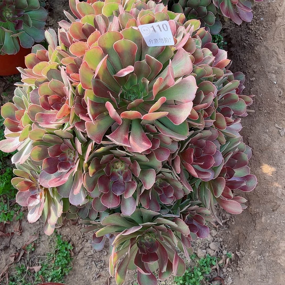 无花朵多肉植物110