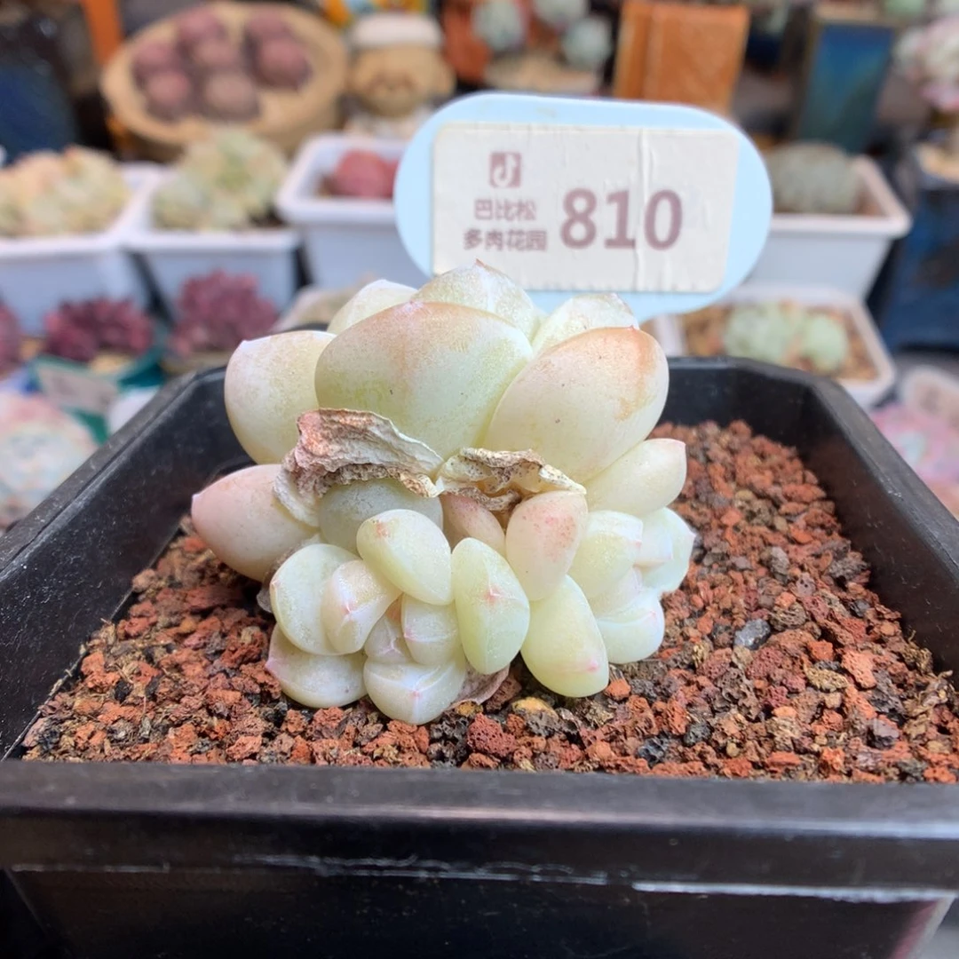 810 白冰玉赞赞福利哦