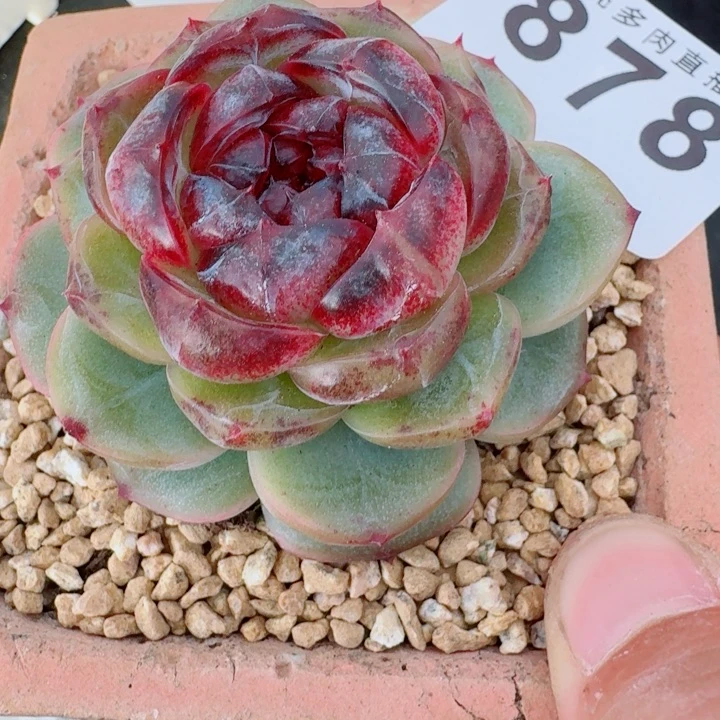 幽灵公主           精美多肉           精美多肉