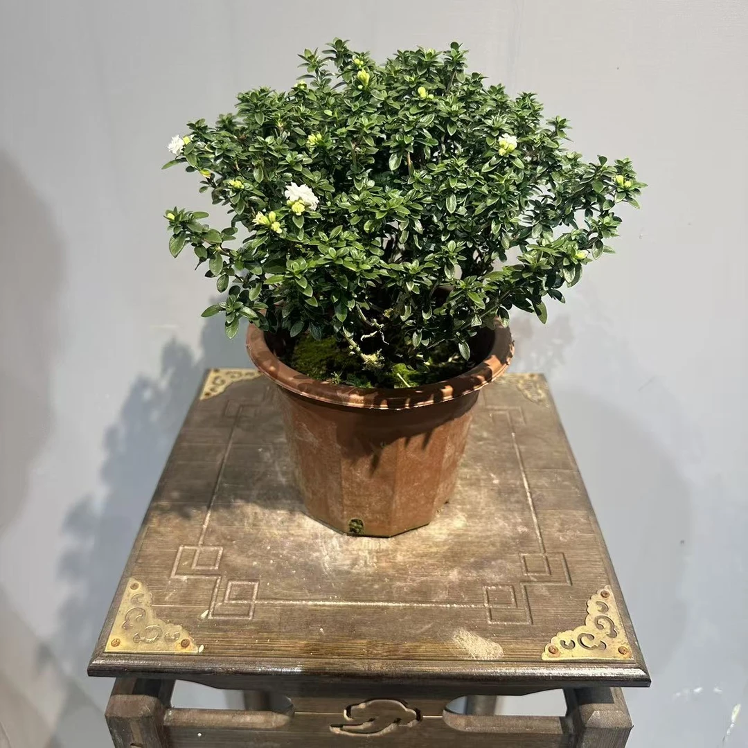 丛生重瓣六月雪盆栽室内植物带花苞四季好养花卉