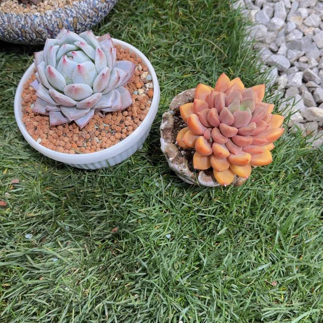 祖母绿➕象牙多肉植物 00