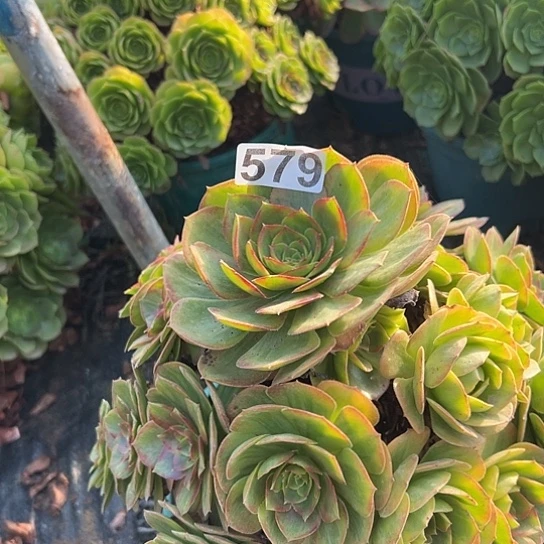 希***多肉植物一个法师579