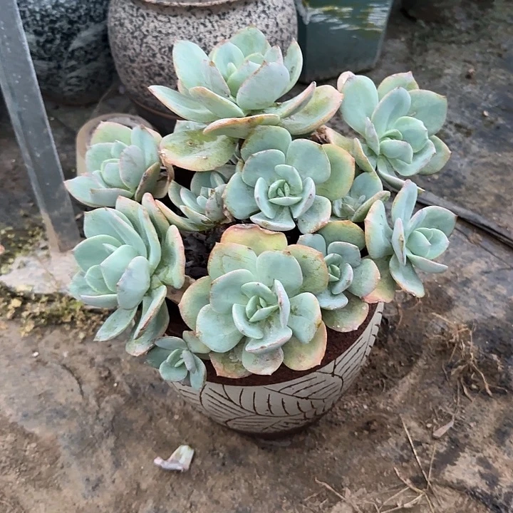 3***子222血凤脱土发货不退不换