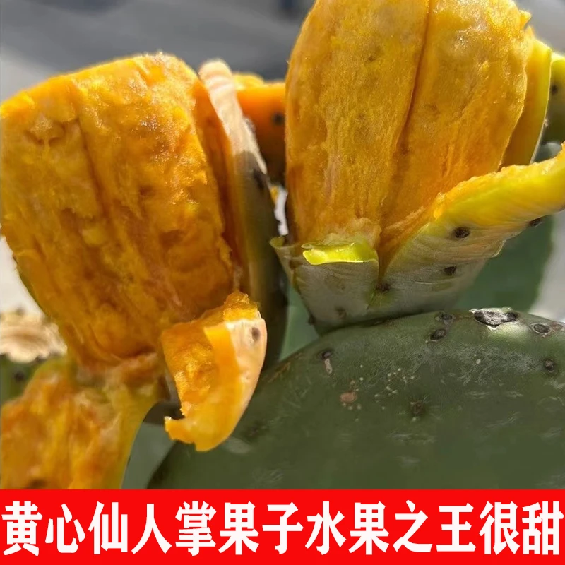 宝塔仙人掌果子黄心仙桃黄心红心仙人掌果稀有水果黄心叶片果实