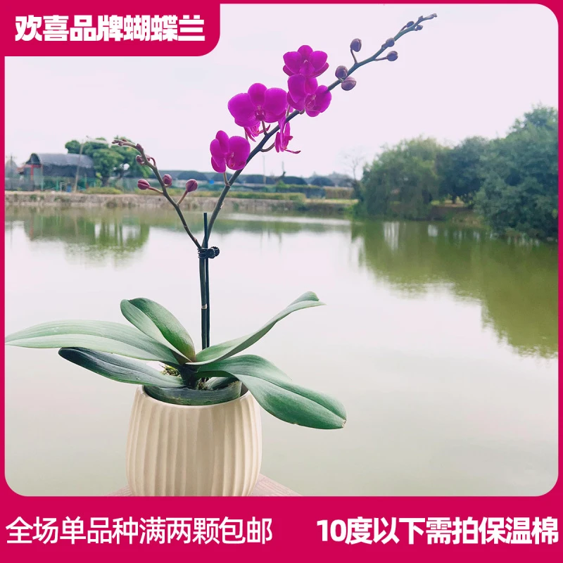 【满天红】精品蝴蝶兰室内绿植