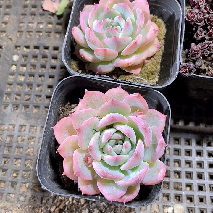 AK玛利亚带盆土多肉