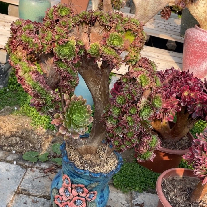 法师老桩缀化嘉年华