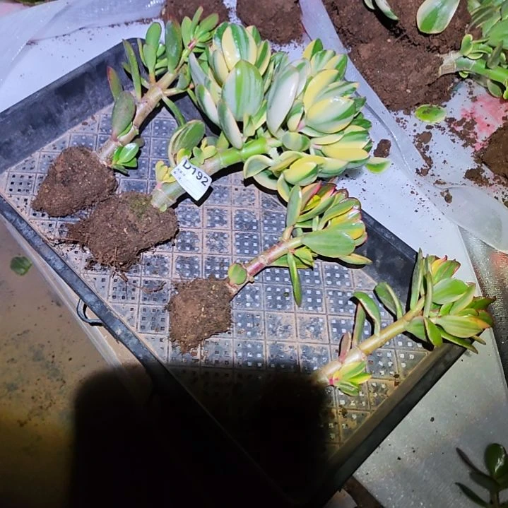 百***园四棵不同品种花月192