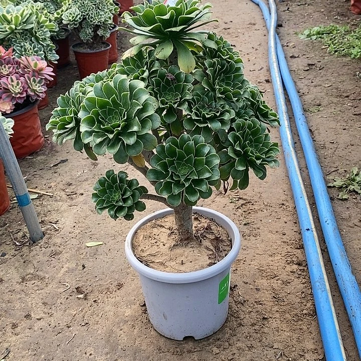 33，绿法师134667889900000