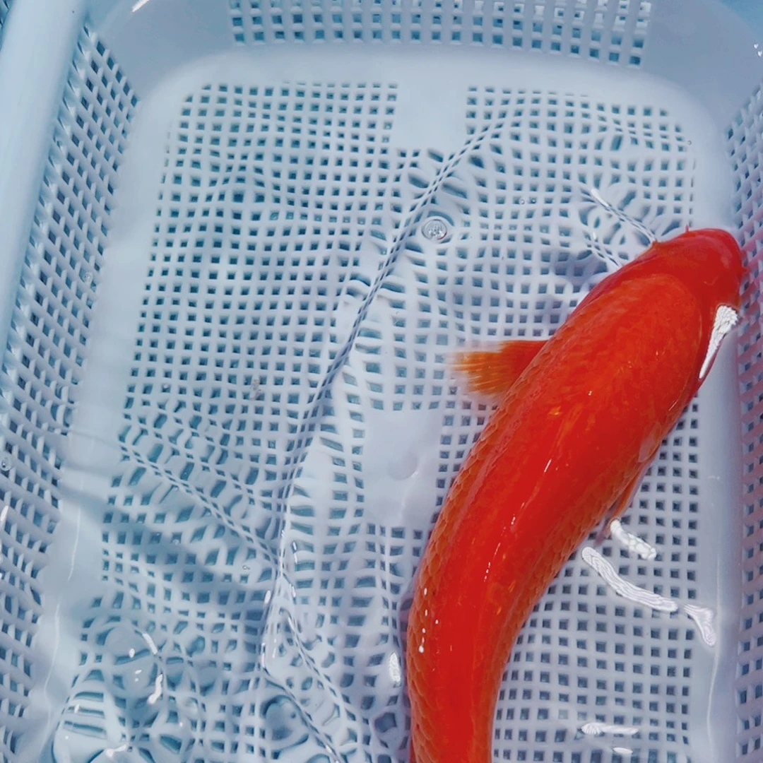 海水鱼锦鲤冷水观赏鱼