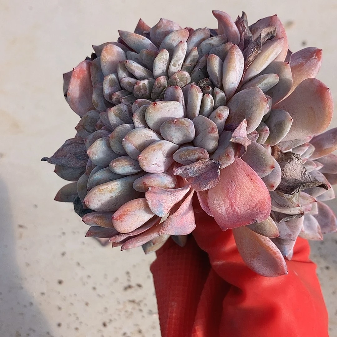 7 一物一拍退款拉黑