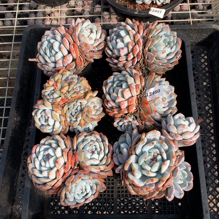 12460六个嗯嗯嗯嗯嗯嗯嗯好