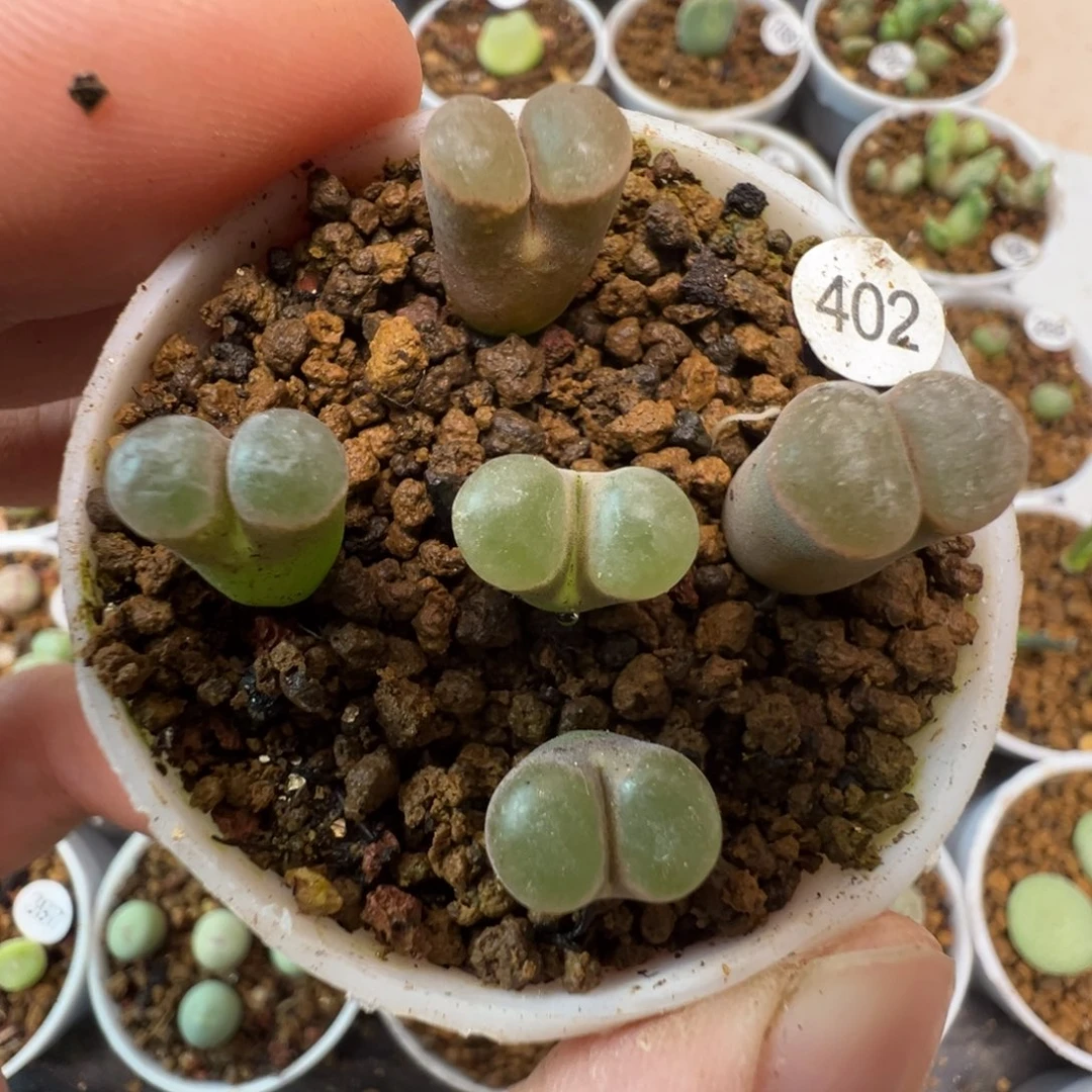 克里普兰磁铁一颗脱土40200000