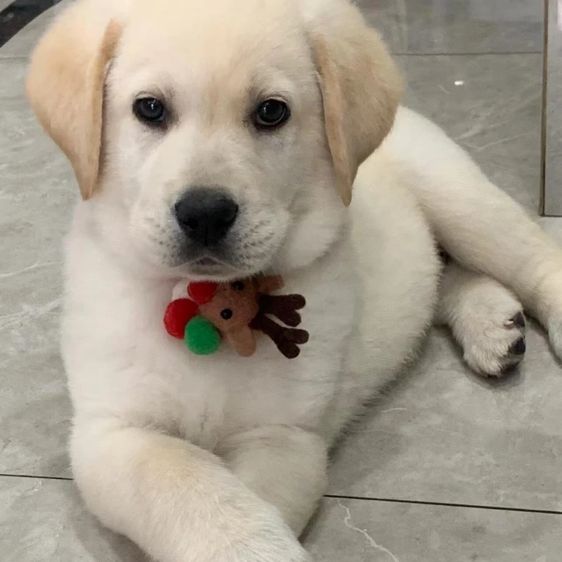宠心宝纯种拉布拉多幼犬导盲犬宠物活体中大型狗狗狗狗宠物