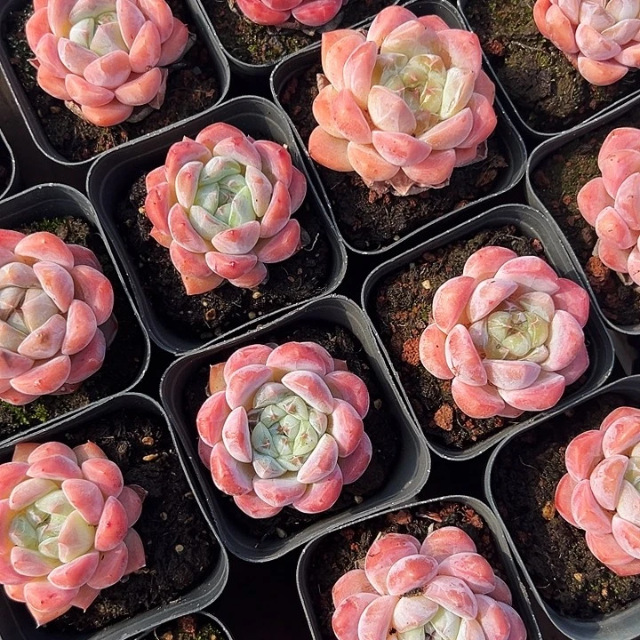 单头          海棠红