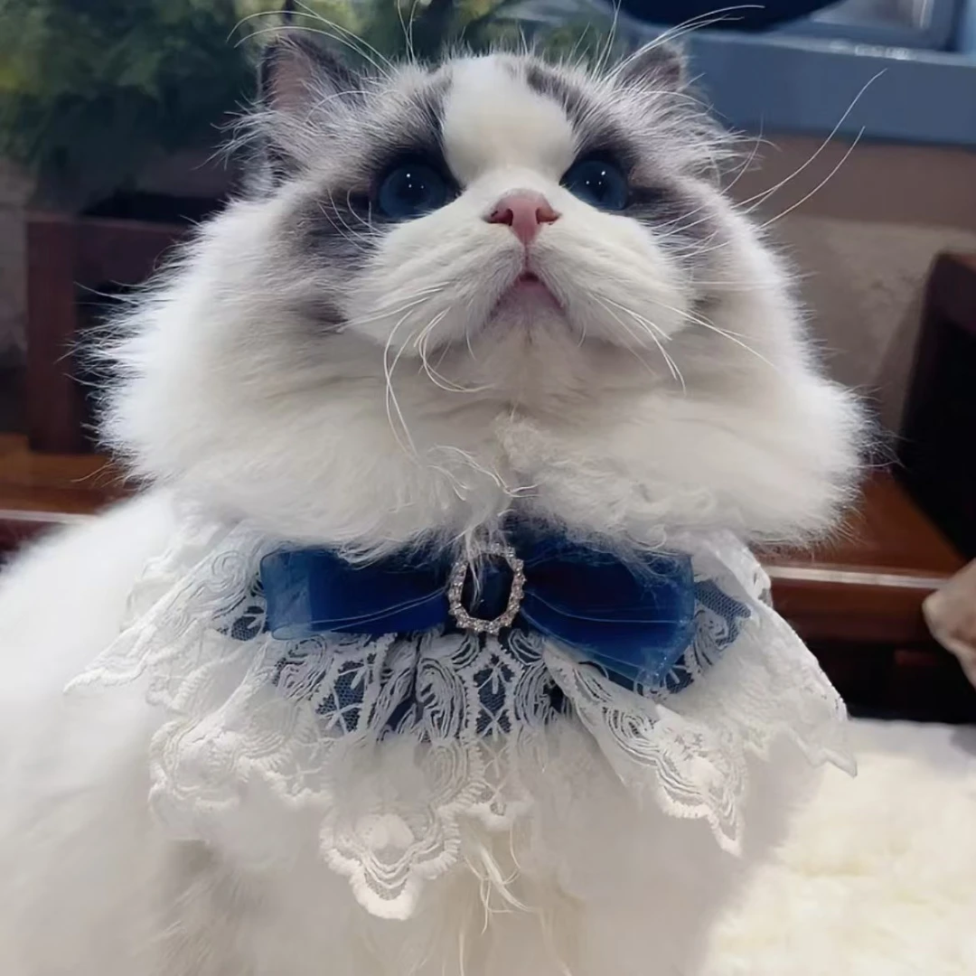 霞姐家的新脸版布偶猫（娜娜）
