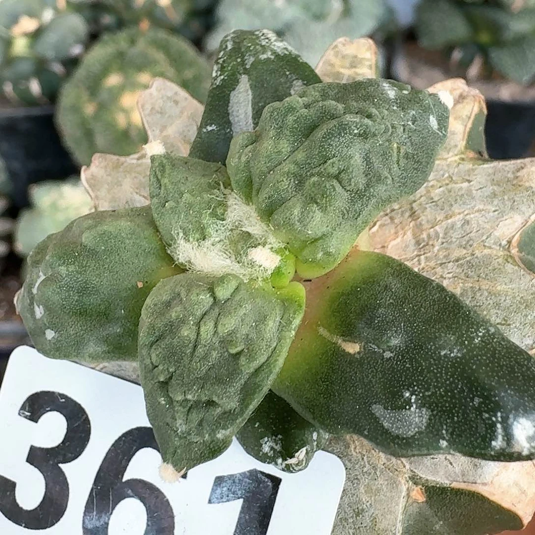【闪购商品】无花朵L****e怒涛361