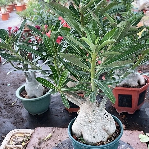 【闪购商品】无花朵知***王