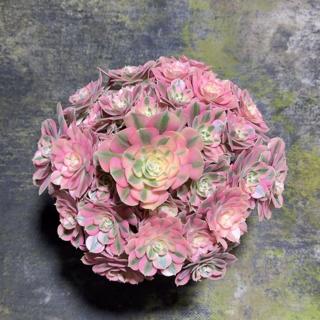 是**一粉女巫法师多肉植物