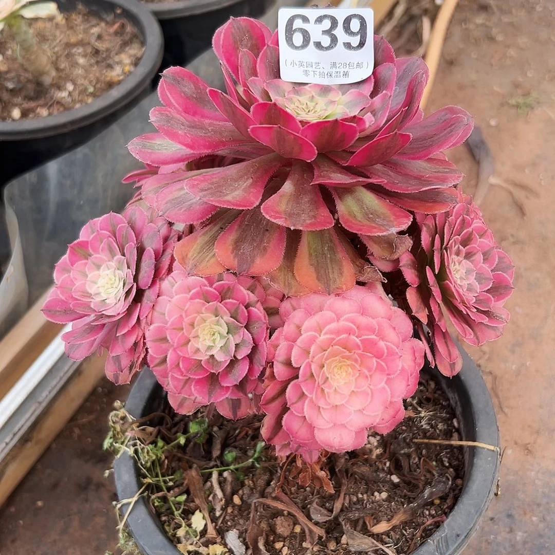 639多肉植物粉铜
